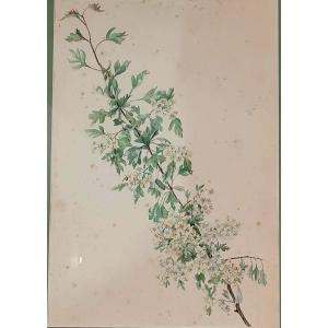 Botanical Watercolor Original Flower Hawthorn Herbarium Painting Late XVIII Th Early XIX Th Flowers