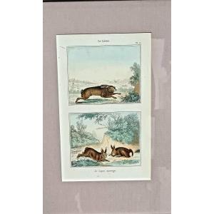 Buffon Watercolor Color Framed The Wild Rabbit And The Hare