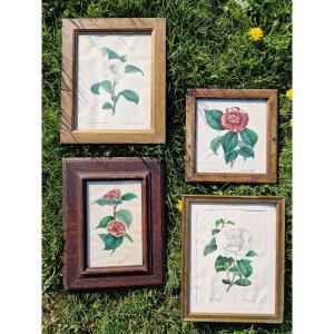 Set Of 4 Botanical Watercolors By Eugénie Grisard Du Saulget, Wife Of The Painter Auguste Desprez 