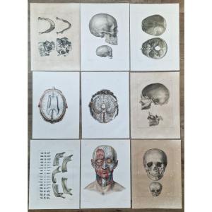 Lot Of Anatomical Engravings From The Medical Treatise By Bourgery And Jacob, Circa 1840, Lot 1