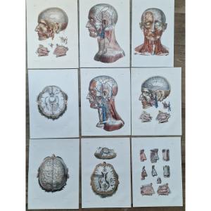 Lot Of Anatomical Engravings From The Medical Treatise By Bourgery And Jacob, Circa 1840, Lot 2