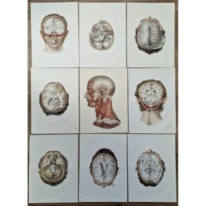 Lot Of Anatomical Engravings From The Medical Treatise By Bourgery And Jacob, Circa 1840, Lot 3