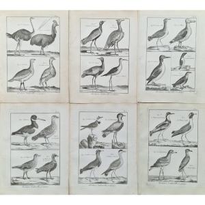 Set Of 6 18th Century Ornithological Bird Engravings By Jacques Renaud Bénard (1731-1794) No1