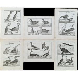 Set Of 6 18th-century Ornithological Bird Engravings By Jacques Renaud Bénard (1731-1794) Lot 2