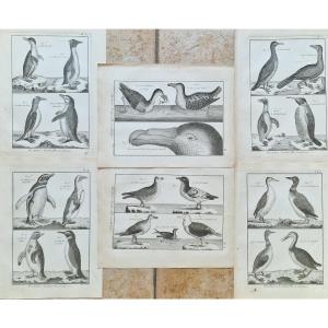 Set Of 6 18th-century Ornithological Bird Engravings By Jacques Renaud Bénard (1731-1794) Lot 3