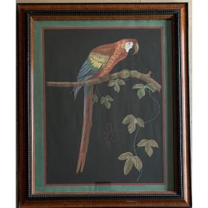 Large Watercolor Napoleon III Parrot