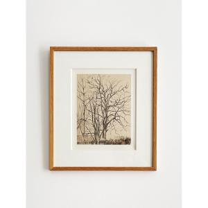 Jeanne-marie Barbey (1876-1960), Trees In Winter, Brown Ink Wash And Graphite Pencil