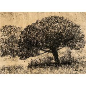 Sigismond Jeanes (1862–1952), Trees, Charcoal On Paper