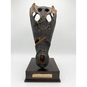 Crocodile Skull