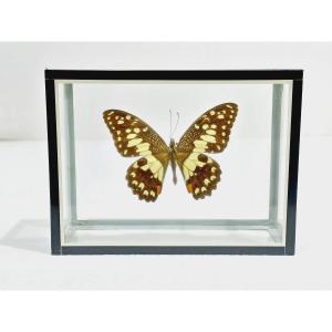 Butterfly Under Glass