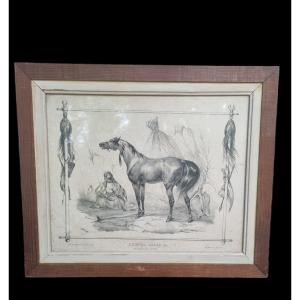 Victor Adam Arab Horse XIXth Lithography