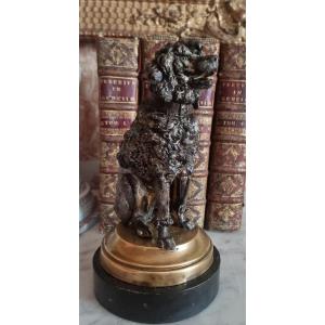 Dog In Regular Royal Poodle Not In Bronze