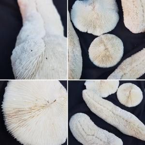 Corail Fungia - 12 Specimens - Cabinet Of Curiosities Coral Shells