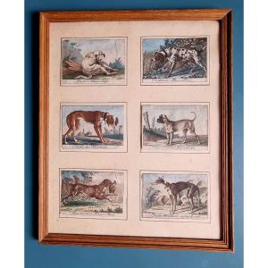 XVIIIth Germany Hunting Dogs Engraving