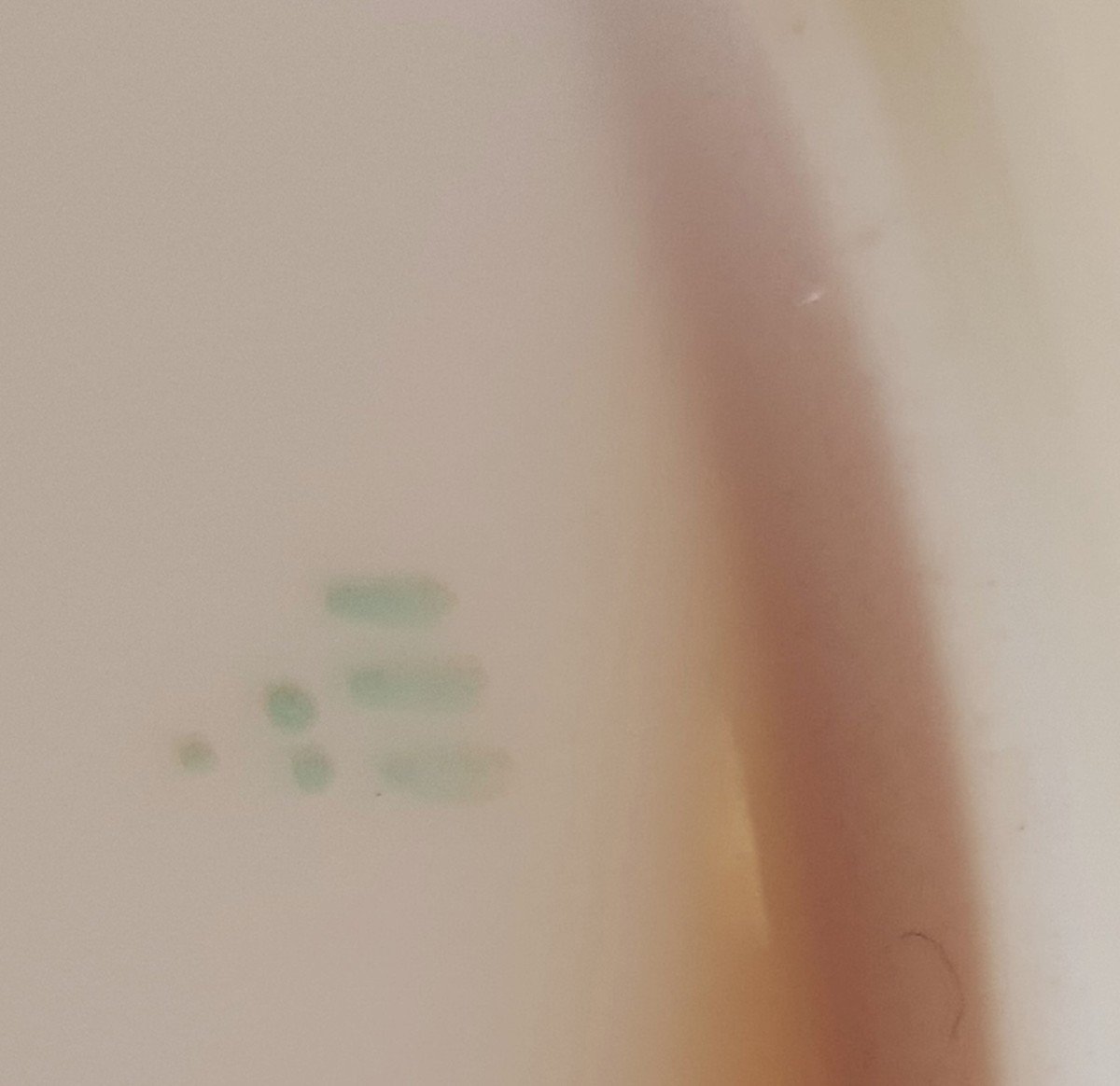 coppia di antichi piatti in terraglia inglese del XIX secolo decoro floreale dipinto -photo-5