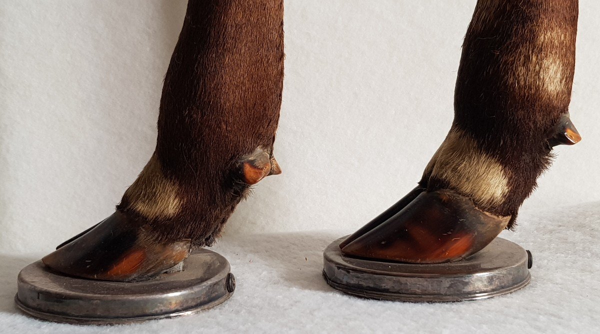 Coppia di vecchie basi per lampade tassidermiche con gambe di cervo e argento massiccio-photo-1