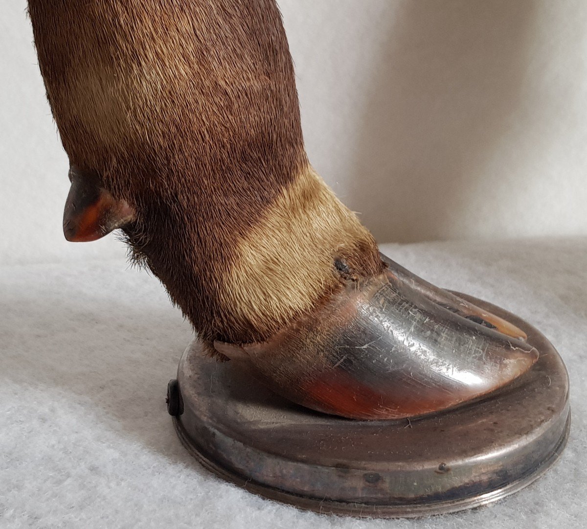 Coppia di vecchie basi per lampade tassidermiche con gambe di cervo e argento massiccio-photo-3