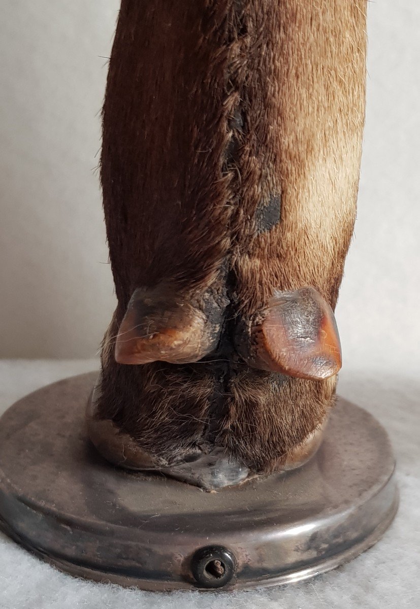 Coppia di vecchie basi per lampade tassidermiche con gambe di cervo e argento massiccio-photo-4