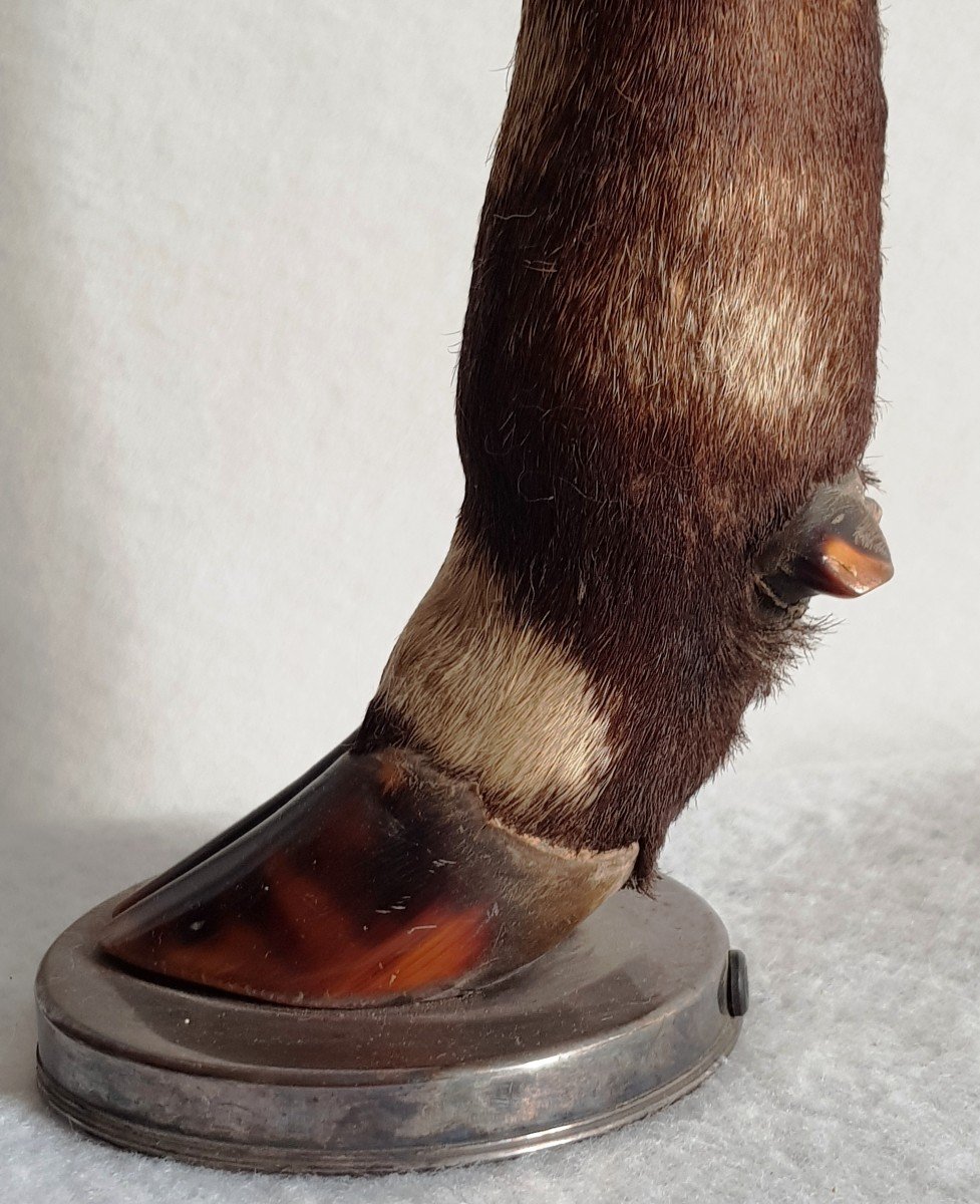 Coppia di vecchie basi per lampade tassidermiche con gambe di cervo e argento massiccio-photo-5