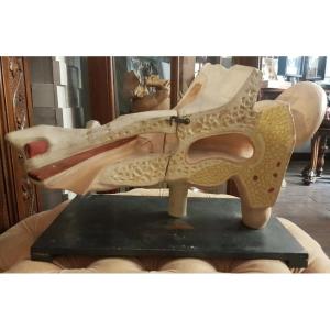 Anatomical "écorché" Of An Ear In Plaster From Bias Editions