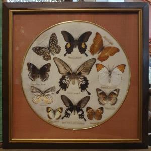 Frame Circa 1950 With 11 Butterflies From Asia