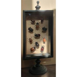 Entomological Display Case On Blackened Wood Stand With Rhinoceros Beetles