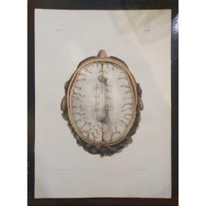 Original Color Lithograph, Circa 1840, From The Anatomical Treatise By Bourgery And Jacob