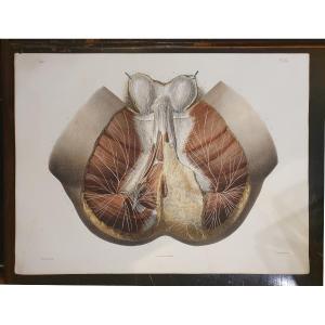 Color Anatomical Lithograph: Study Of The Nerves Of The Perineum, From The Treatise By Bourgery