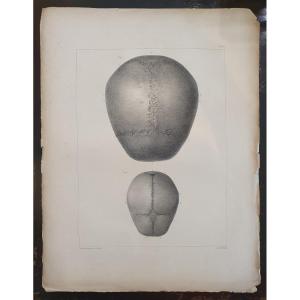 Original Black-and-white Osteological Lithograph From Volume 1 Of Bourgery & Jacob