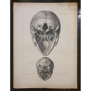 Original Osteological Lithograph Of Two Human Skulls By J-b M Bourgery And N.h. Jacob