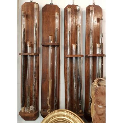 Object Of Curiosities: Four School Displays With Reptiles In Formaldehyde