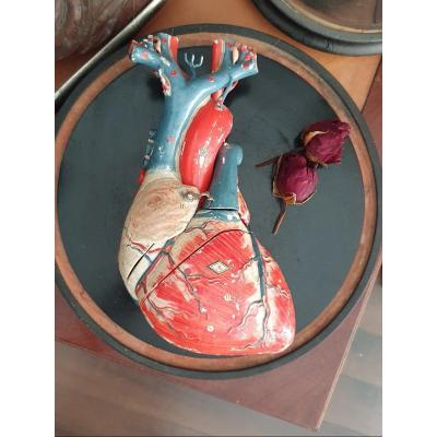 Object Of Curiosity: Anatomical Didactic Heart In Papier-mâché
