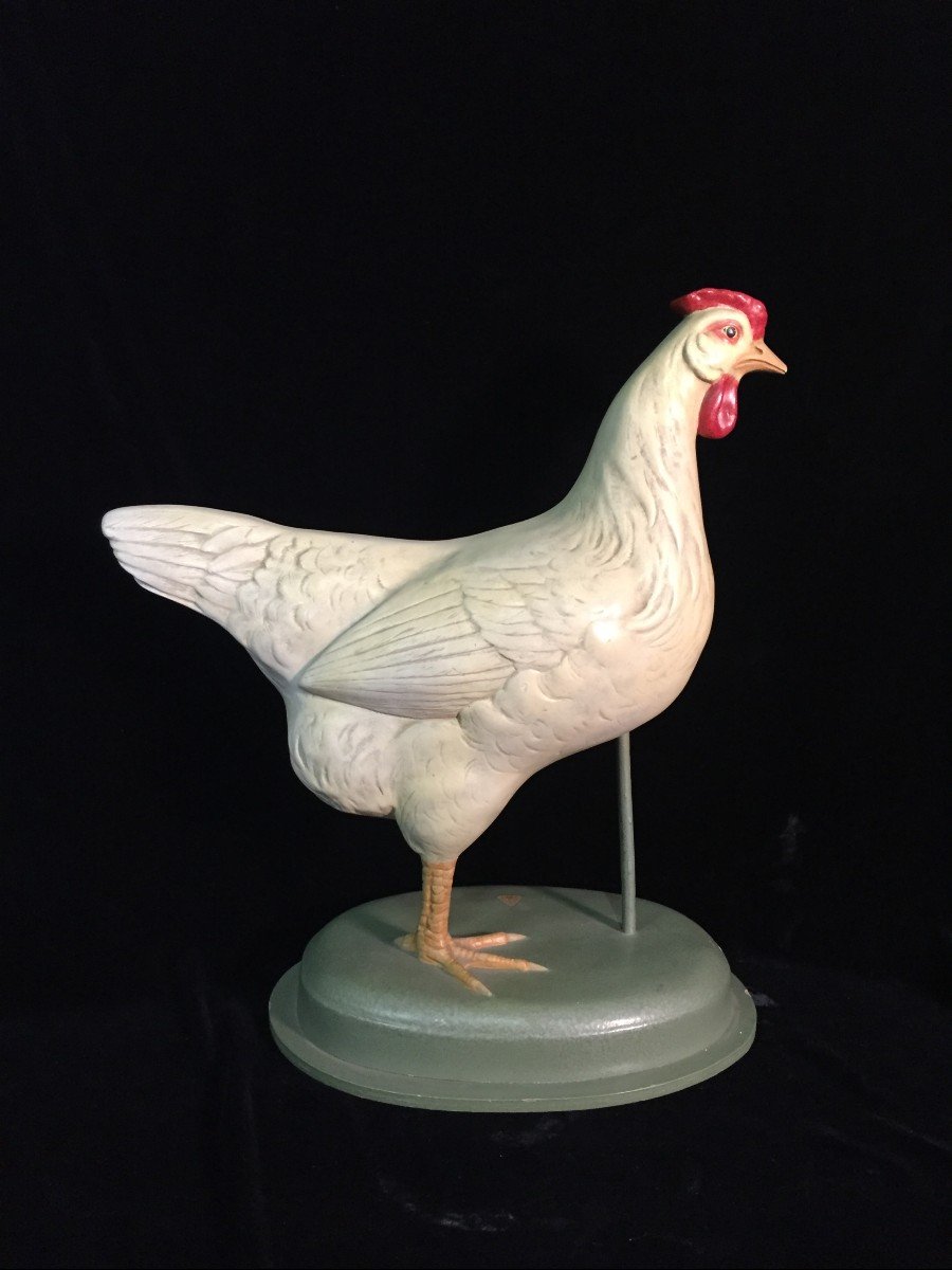 Bel modello anatomico di gallina prodotto in Germania nella prima metà del 900 .-photo-3