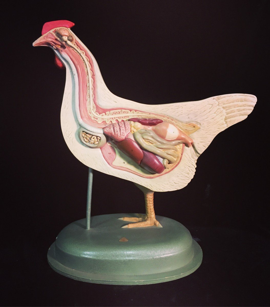 Bel modello anatomico di gallina prodotto in Germania nella prima metà del 900 .