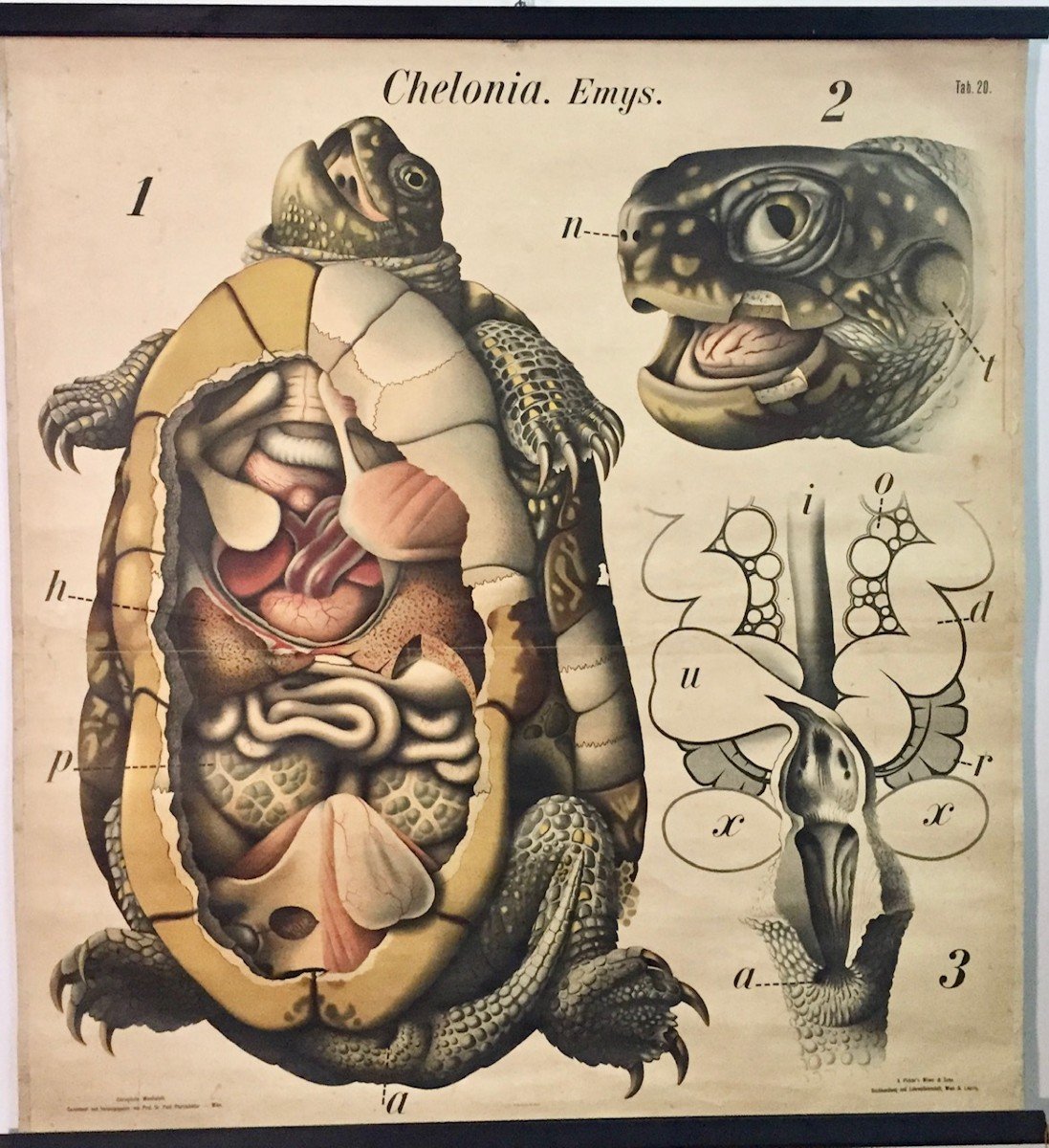 GRANDE POSTER DIDATTICO  TAVOLA ANATOMICA DELLA TARTARUGA - A.PICHLER'S WITWE & SOHN - WIEN- 