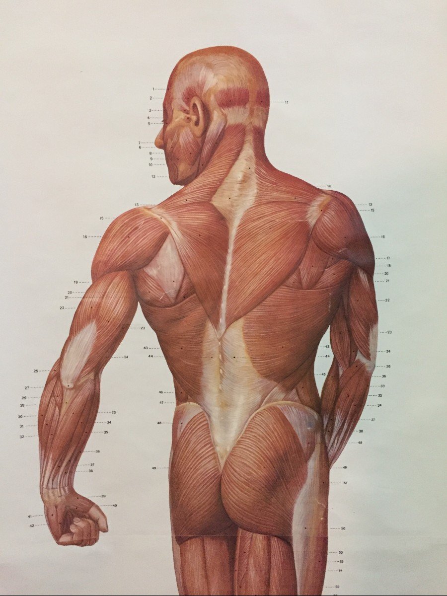 COPPIA DI GRANDI POSTER TAVOLE ANATOMICHE DI UOMO SCORTICATO - GERMANIA INIZI 1900  -photo-2