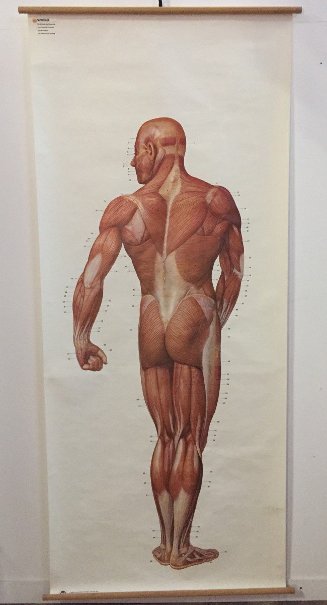 COPPIA DI GRANDI POSTER TAVOLE ANATOMICHE DI UOMO SCORTICATO - GERMANIA INIZI 1900  -photo-3