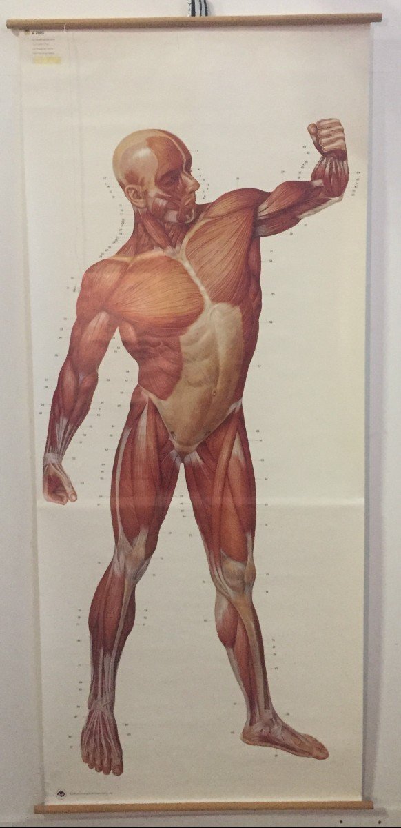 COPPIA DI GRANDI POSTER TAVOLE ANATOMICHE DI UOMO SCORTICATO - GERMANIA INIZI 1900  -photo-4