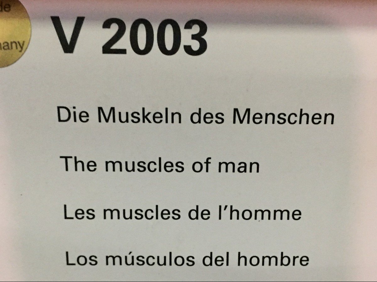 COPPIA DI GRANDI POSTER TAVOLE ANATOMICHE DI UOMO SCORTICATO - GERMANIA INIZI 1900  -photo-2