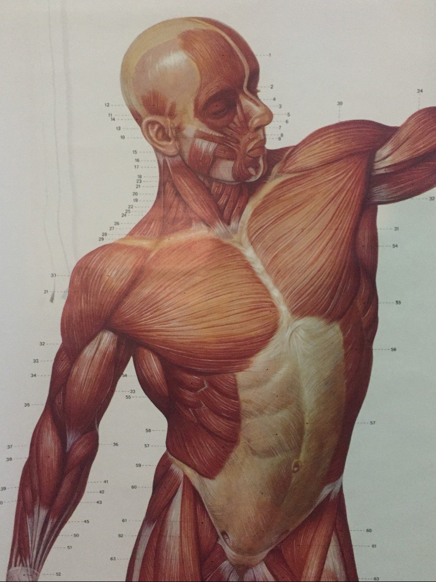 COPPIA DI GRANDI POSTER TAVOLE ANATOMICHE DI UOMO SCORTICATO - GERMANIA INIZI 1900  