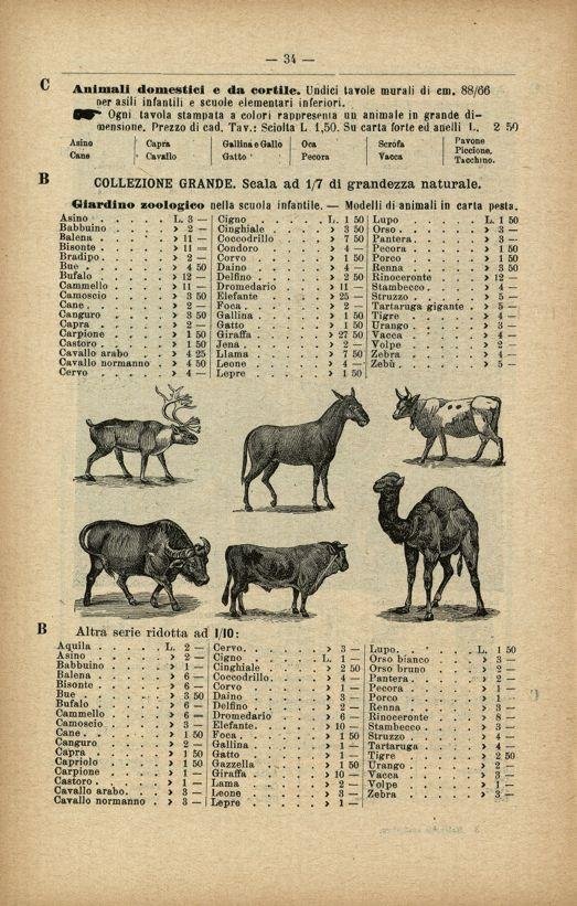 RARO MODELLO DIDATTICO DI ELEFANTE IN CARTAPESTA - ITALIA INIZI 1900-photo-6