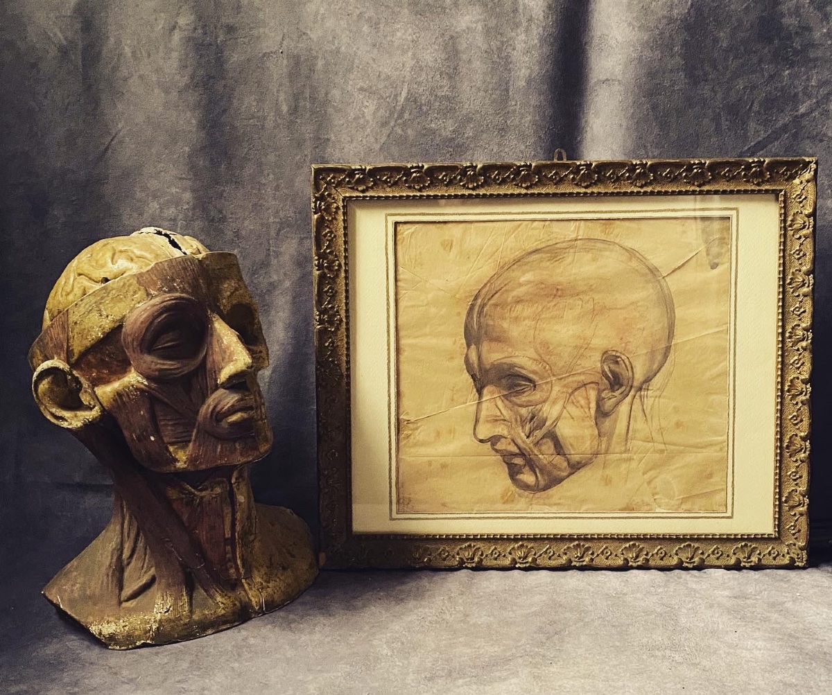 MODELLO ANATOMICO TESTA DI SCORTICATO . DISEGNO A SANGUIGNA ACCADEMIA D'ARTE 