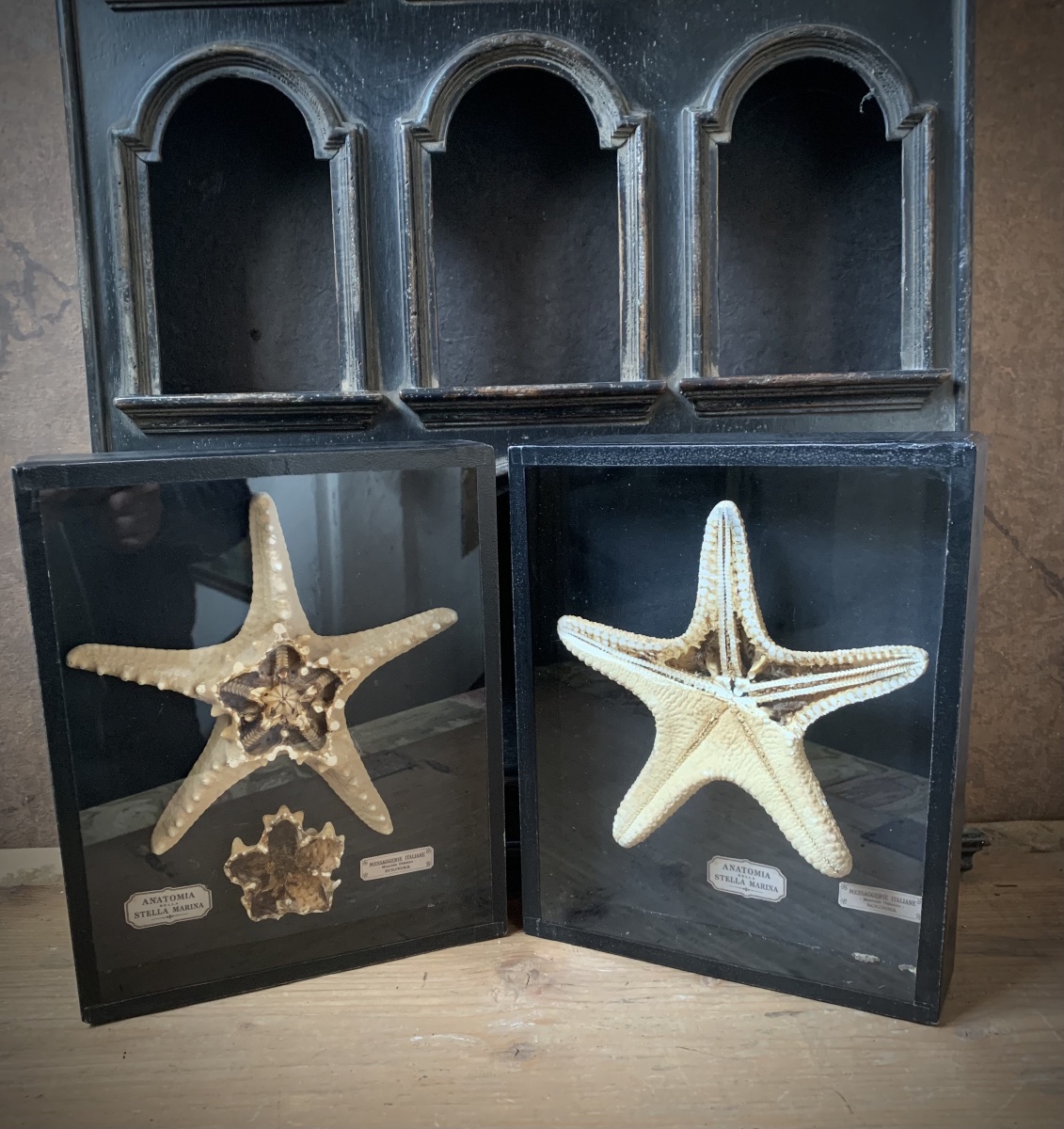 RARA COPPIA DI TECHE NATURALISTICHE DIDATTICHE SULL'ANATOMIA DELLE STELLE MARINE .-photo-2