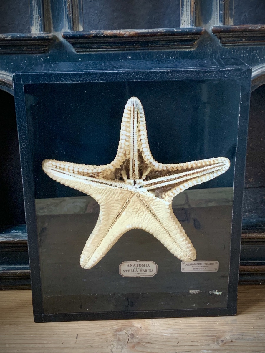 RARA COPPIA DI TECHE NATURALISTICHE DIDATTICHE SULL'ANATOMIA DELLE STELLE MARINE .-photo-3