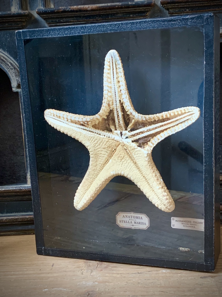RARA COPPIA DI TECHE NATURALISTICHE DIDATTICHE SULL'ANATOMIA DELLE STELLE MARINE .-photo-4