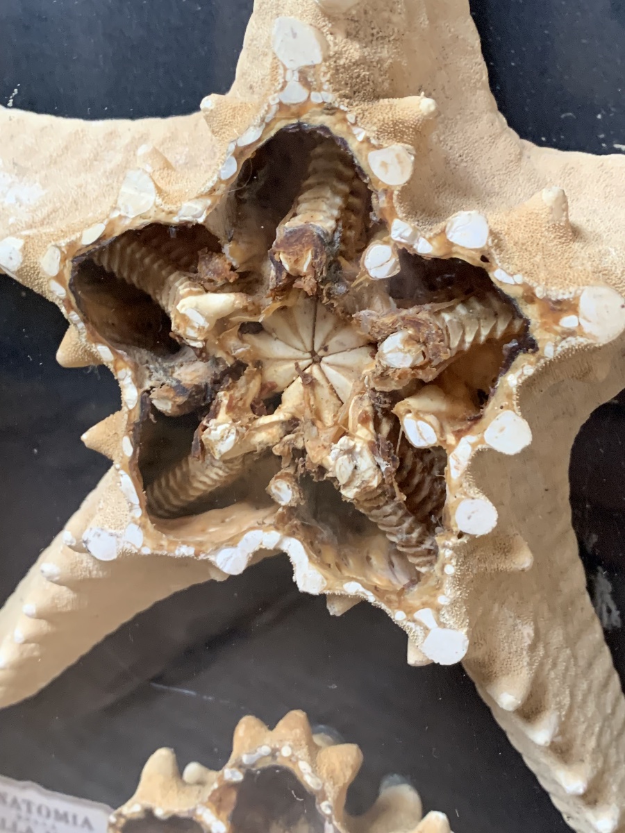 RARA COPPIA DI TECHE NATURALISTICHE DIDATTICHE SULL'ANATOMIA DELLE STELLE MARINE .-photo-2