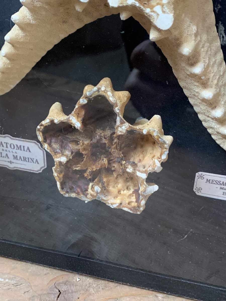 RARA COPPIA DI TECHE NATURALISTICHE DIDATTICHE SULL'ANATOMIA DELLE STELLE MARINE .-photo-3