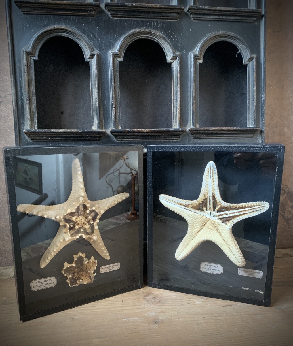 RARA COPPIA DI TECHE NATURALISTICHE DIDATTICHE SULL'ANATOMIA DELLE STELLE MARINE .-photo-6