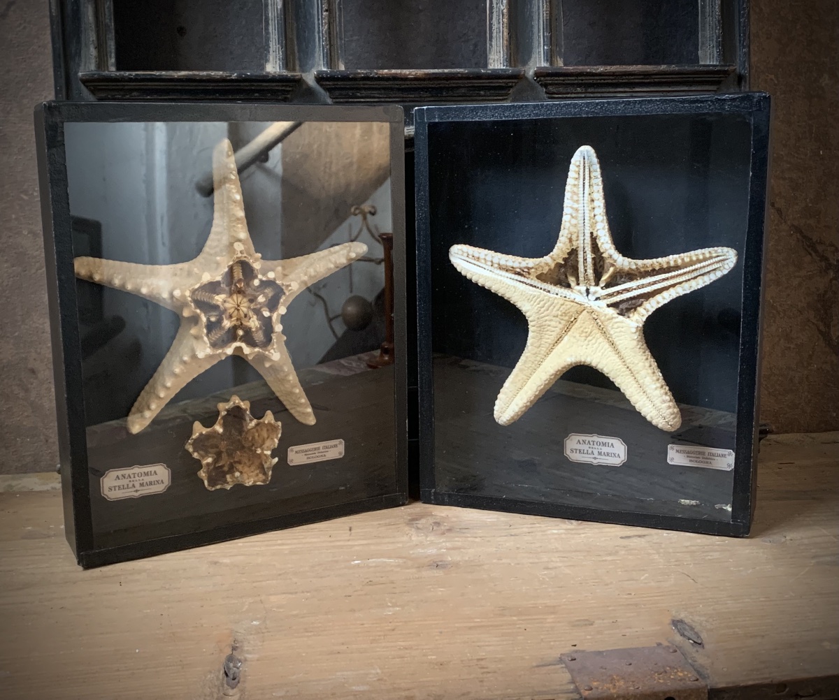 RARA COPPIA DI TECHE NATURALISTICHE DIDATTICHE SULL'ANATOMIA DELLE STELLE MARINE .