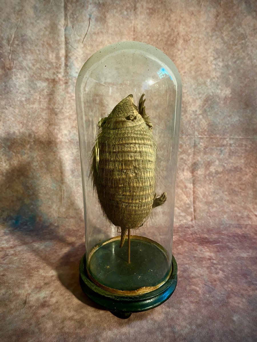 Ancien Armadillo Sous Cloche En Verre-photo-2